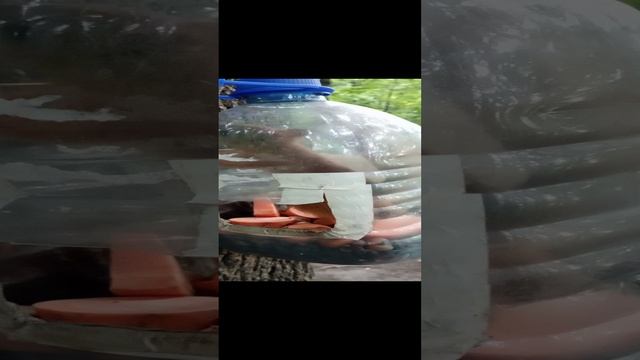 Бельчонок попался
