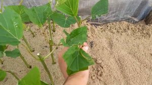 Черенкование гортензии "Анабель"