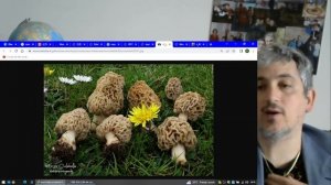 Morchella Esculenta (La "Spugnola") Conoscere i Funghi Pillole Micologiche con Giacomo Jack Micolog