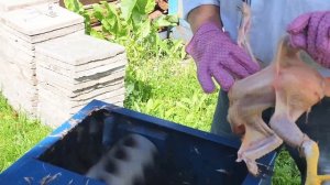 Обзор и тест перосъёмной машины + советы как ощипать курицу!