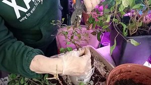 #ОБРЕЗКА И ПЕРЕСАДКА ФУКСИЙ В ФЕВРАЛЕ#Весенний уход за фуксией#