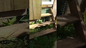 Утятник. Как построить утятник ,если места на участке мало