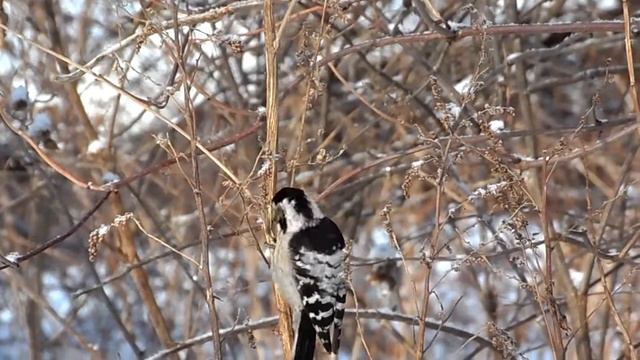 Февральские птицы в городе Юрьевец смотреть онлайн