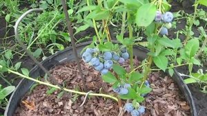 Плодоношение и размножение черники Дарроу