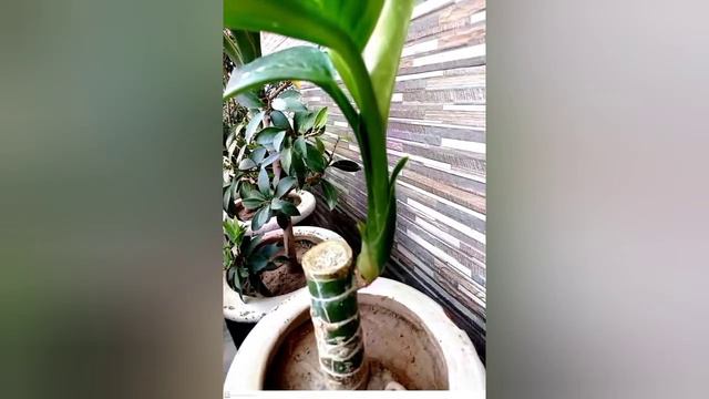 Growing Dumbcane Dieffenbachia – How To Care For A Dieffenbachia Plant
