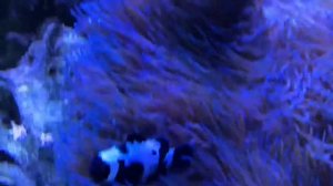 450 Gallon Display at The Reef Aquarium Shop
