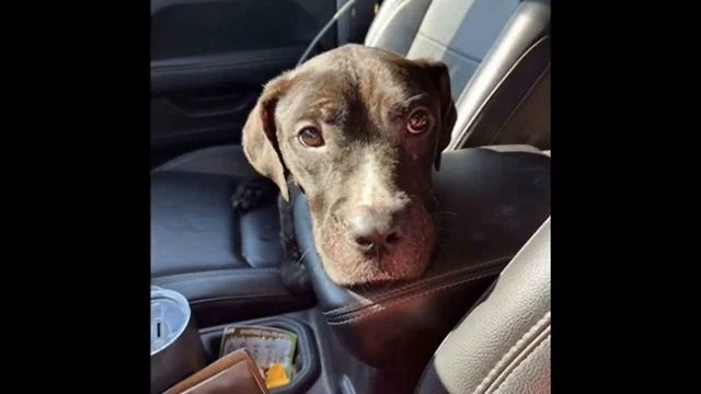 Слабый пёс лежал у бордюра, и боялся попросить о помощи смотреть онлайн