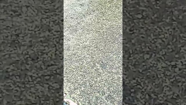 Карпы ряску хомячат. смотреть онлайн