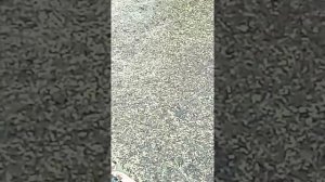 Карпы ряску хомячат.