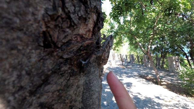 Цикада - поющее насекомое :)