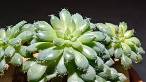 Echeveria setosa deminuta