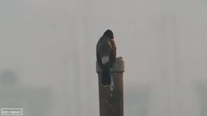 Nikon Coolpix B500 VIDEO TEST - Bird Videography - Super ZOOM! FULL HD