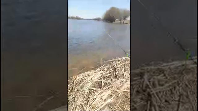 В Астрахани Пошла Вобла 14.04.2018