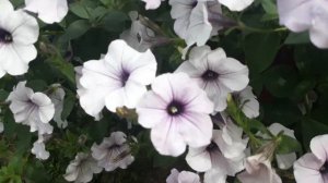 Петуния  серии Тайдал Вейв Сильвер  или  Тайдал Черри,какая из них лучше(Petunia hybrida Tidal Wave