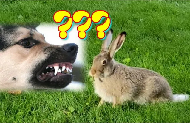 ОХОТА на ЗАЙЦА или КАК заяц СОБАКУ загонял HUNTING THE HARE