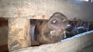 Почему свиньи едят побелку?