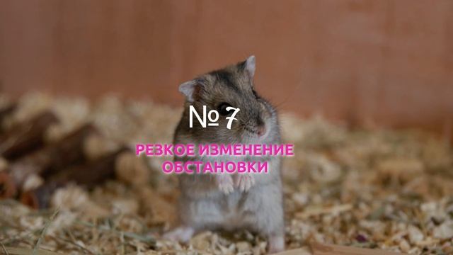 Что Не Любят Хомяки:  10 Вещей, Которые Они Ненавидят