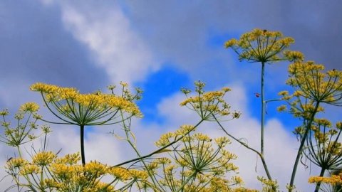 РАЗГОВОР ПО ДУШАМ ...