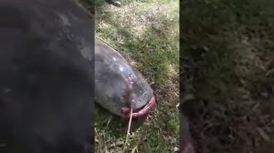 Рыбалка на сома на Кубани 2020