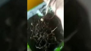 Агава Королевы Виктории. Пересадка и реабилитация.