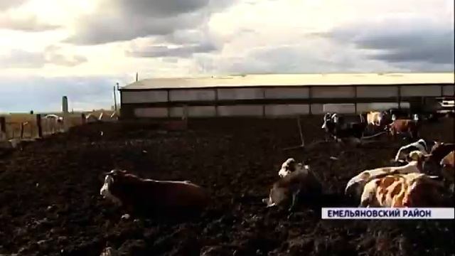 За содержание коров в жестоких условиях владельца привлекут к штрафу