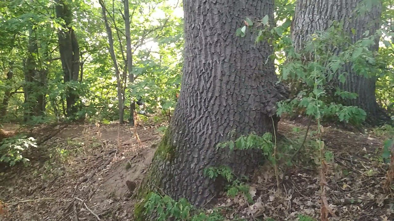 Самая древняя лесополоса!
