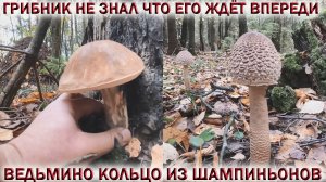 ГРИБНИК НЕ ЗНАЛ ЧТО ЕГО ЖДЁТ ВПЕРЕДИ?БЕЛЫЕ ГРИБЫ и...?ВЕДЬМИНО КОЛЬЦО ИЗ ШАМПИНЬОНОВ?Октябрь 2022