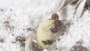 Simulating an Ant Colony For 30 Days
