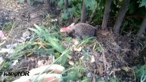 КРОТЫ  УШЛИ... ПРИШЁЛ ЁЖ ЕВЛАМПИЙ.