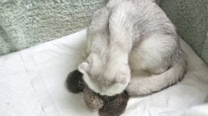 Маленькие Котята плачут и мяукают когда мама кошка их бросает и уходит кушать