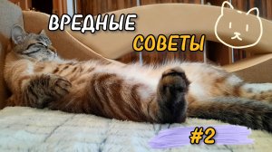 Вредные советы от котиков на каждый день  ?