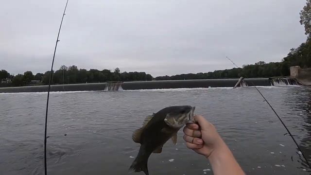 Catching Smallmouth at the DAM! смотреть онлайн