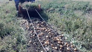 Картофель Аризона