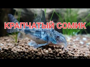 КРАПЧАТЫЙ СОМИК. СОДЕРЖАНИЕ, УХОД, СОВМЕСТИМОСТЬ, КОРМЛЕНИЕ И РАЗМНОЖЕНИЕ