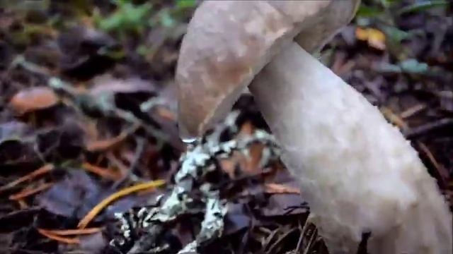Лесное царство: грибы Карелии