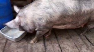 Свиноматка помесь (большая белая+(дюрок+кабан))