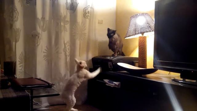 Fight club - devon rex смотреть онлайн