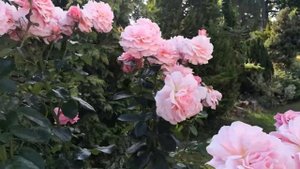 Rosa Tickled Pink Rose (Floribundas)  Rose of the Year 2007
