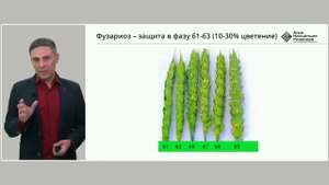 Пшеница - защита колоса от фузариоза