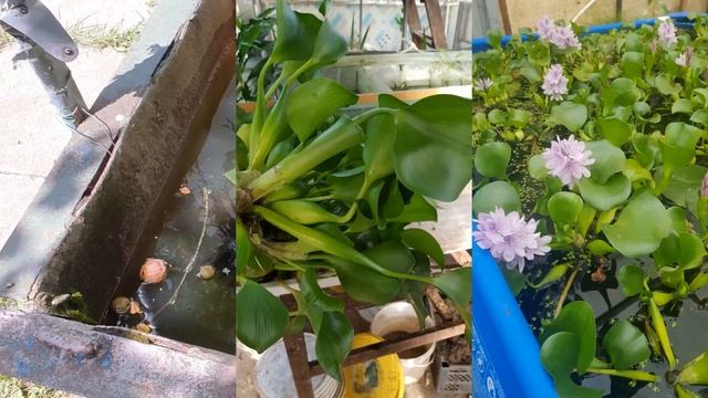 Эйхорния. Очень красивый чистильщик воды смотреть онлайн