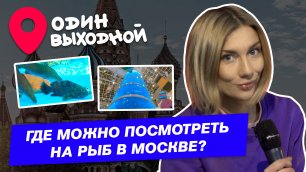 Один выходной | Выпуск 10 | Где можно посмотреть на рыб в Москве?