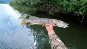 ЩУКИ СОРОГА ПЕСКАРЬ ЕЛЕЦ какой только рыбы нет в моей лодке