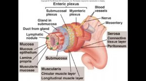 17 4 2020 Physiology, Functions of Git B Sc