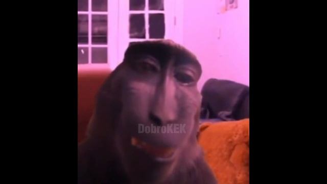 МЕМЫ ИЗ ТИКТОКА РОФЛЯННАЯ СОЛЯНКА. 56 смотреть онлайн