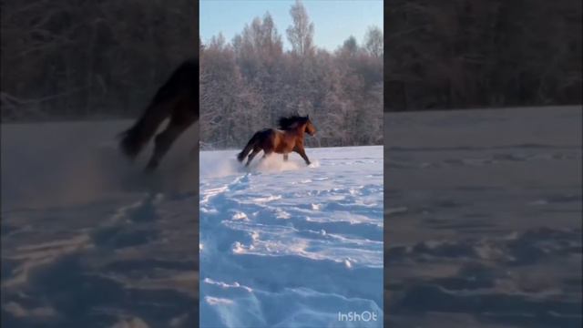 Красота во всем; Лошади в снегу; Голоса и звуки животных; Животные вокруг нас; Животные в природе;