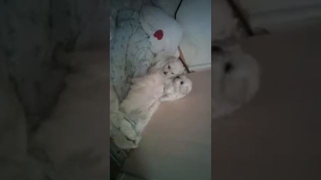 Месячный щенок той-пуделя (toy poodle)