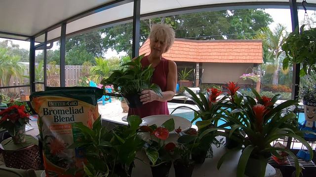 How To Make a Bromeliad Christmas Arrangement // Growing Tropical 🌴🎄 смотреть онлайн