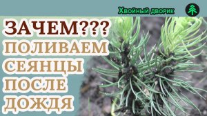 Зачем поливать сеянцы,саженцы хвойных после дождя?