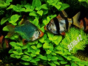 Жареный барбус!!! День#2