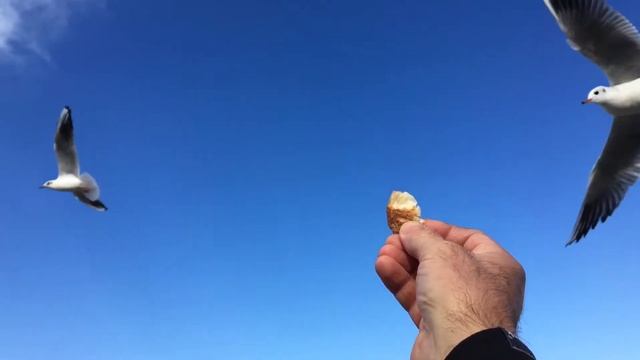 Как правильно кормить чаек на море. Зеленоградск 2018 смотреть онлайн